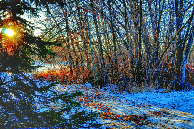 Winter-sunset-snow-trees-bushes-blue